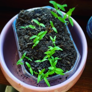 Tomatenzucht Tomate Keimlinge funktioniert