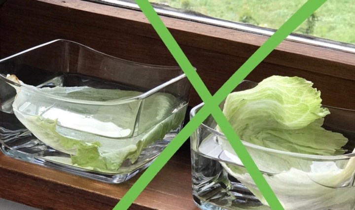 Eisbergsalat züchten aus alten Salatblättern