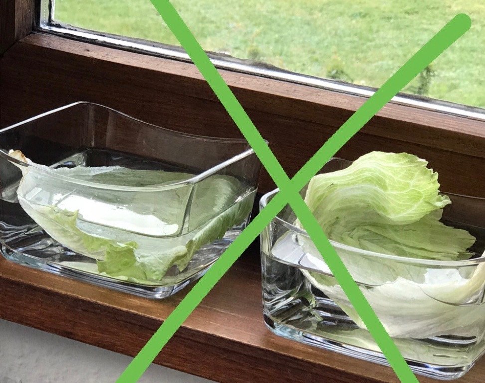 Eisbergsalat züchten aus alten Salatblättern