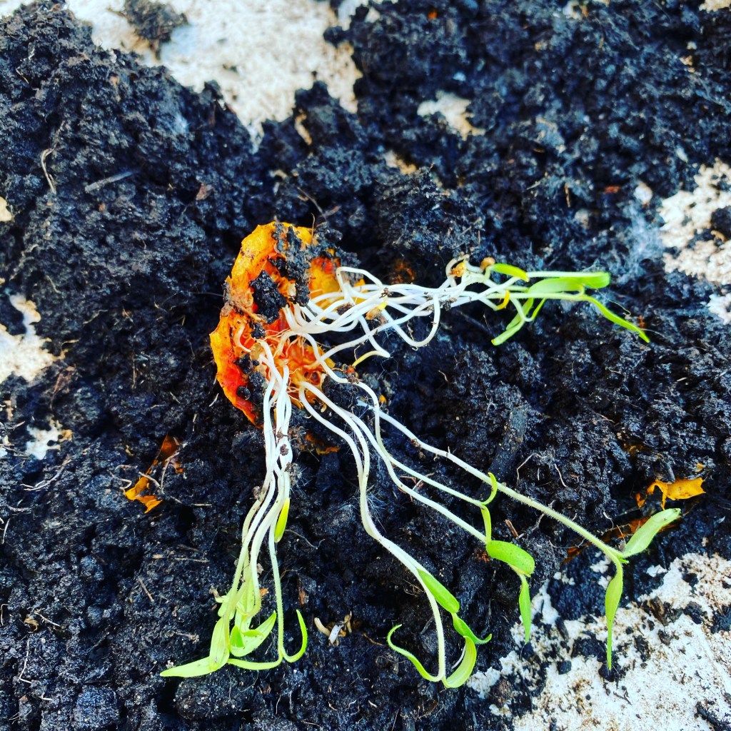 Tomatenkeime aus alter Tomate: Tomate hat gekeimt. Keimende Tomate nach 3-4 Wochen. 