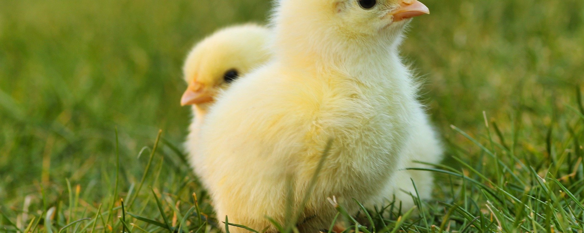 Soll ich Hühner halten?