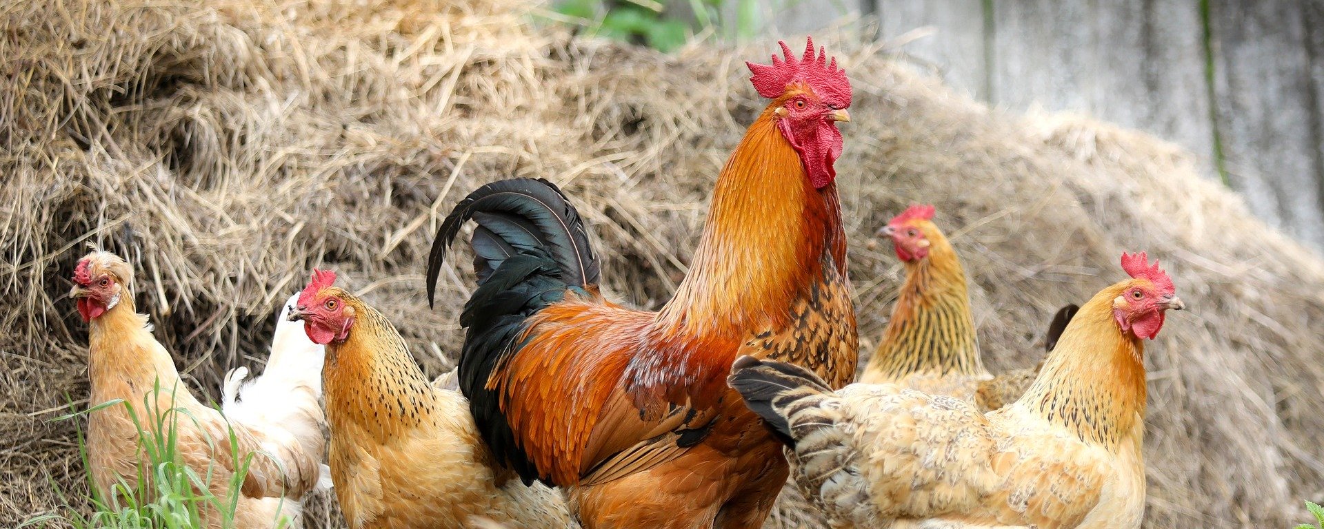 Hühner Halten: Muss Hühnergehege überdacht sein?