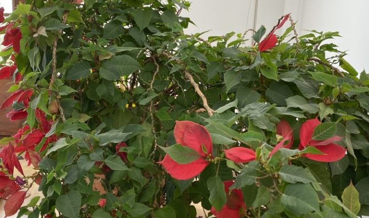 Weihnachtsstern hat überlebt