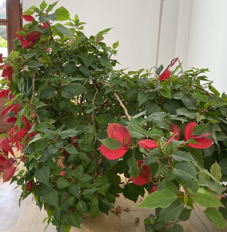 Weihnachtsstern hat überlebt