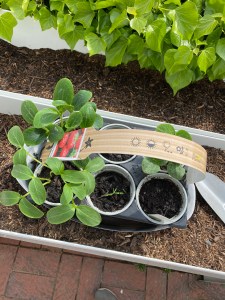 Keimlinge gelbe Tomaten, Gurken, Chilis, Zucchini 