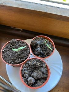 Erster Versuch: Besonders gute Tomaten eingepflanzt. Halbe Früchte 