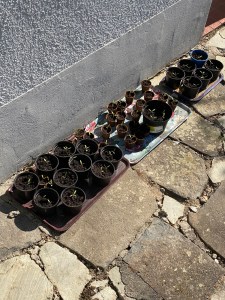 Tomatenpflanzen pikierte Tomaten auf Tabletts Eisheilige Gewächshaus Kaufargument für Gewächshaus