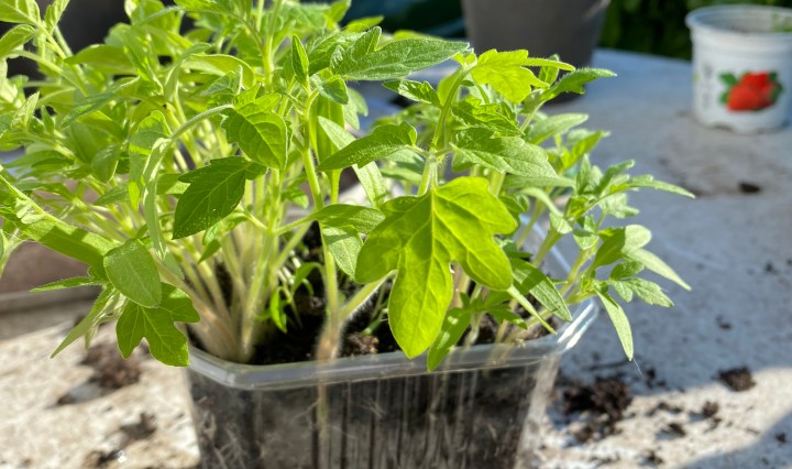 Tomaten pflanzen und pikieren