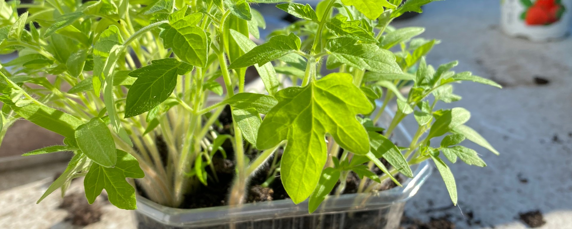 Tomaten pflanzen und pikieren