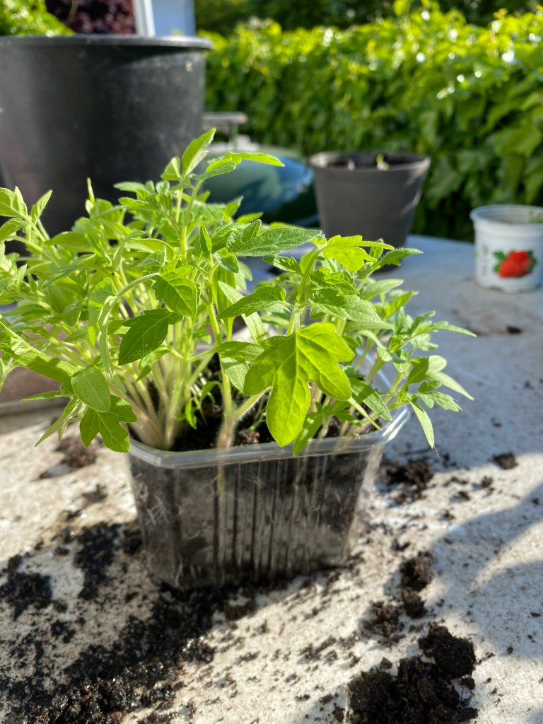 junge Tomatenpflanzen im Plastiktopf