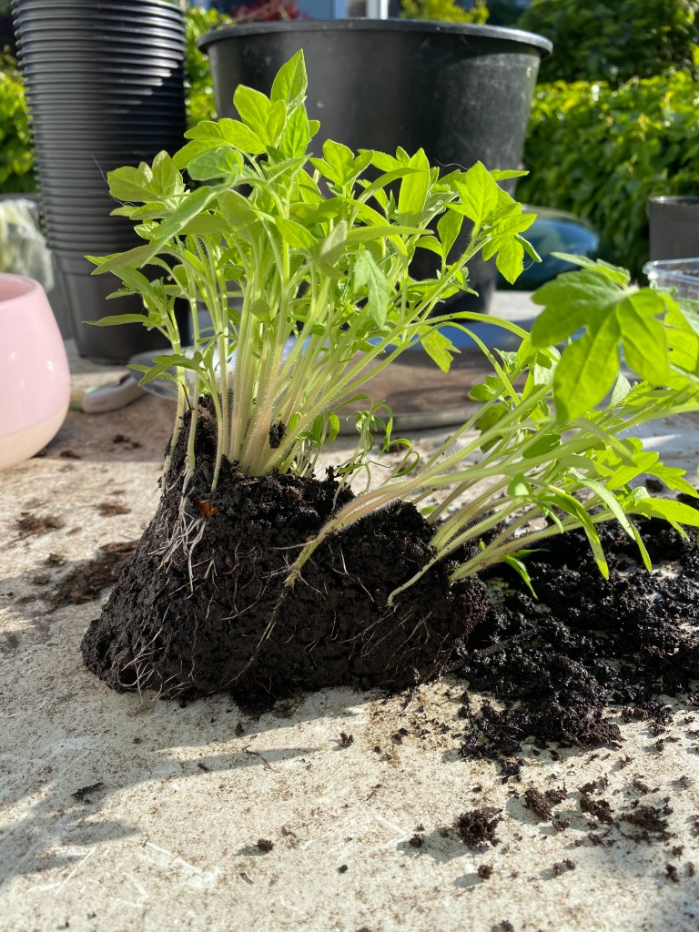Tomaten pikieren: Große Tomatenpflanzen trennen Tomatenkeimling mit Wurzel 