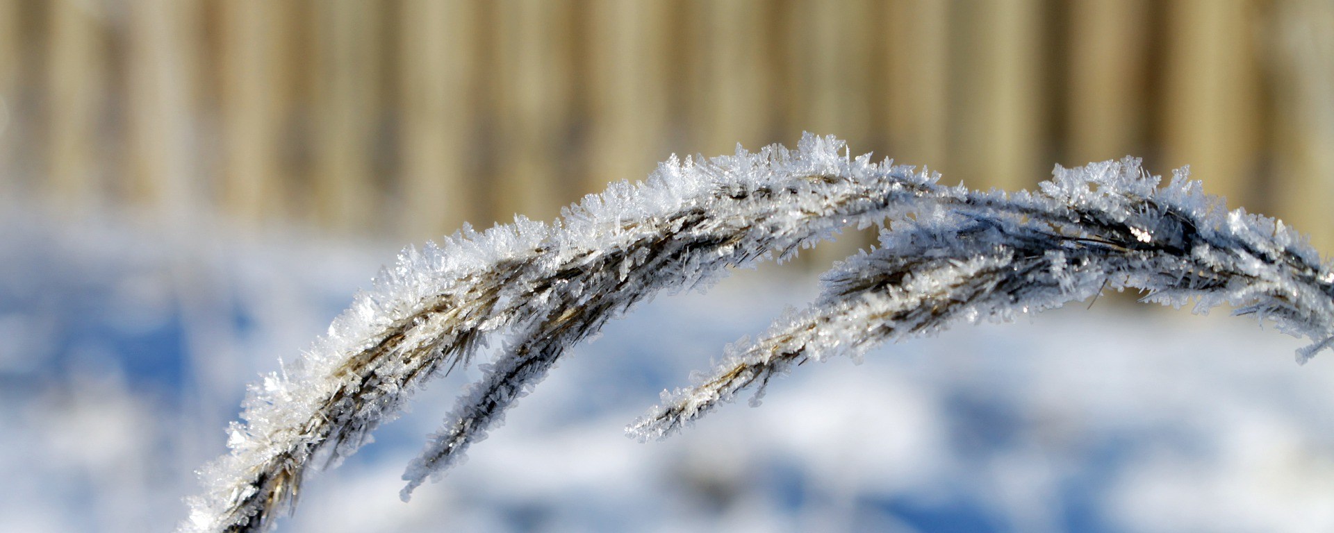 Eisheilige erfrieren Pflanzen