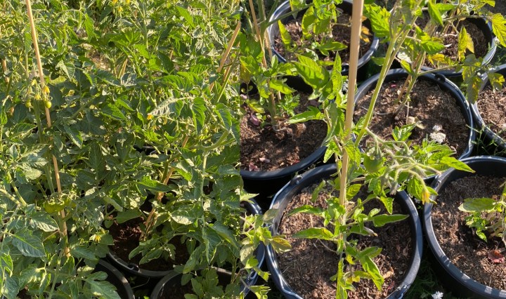 Tomaten im Topf: Drainage vs. keine Drainage