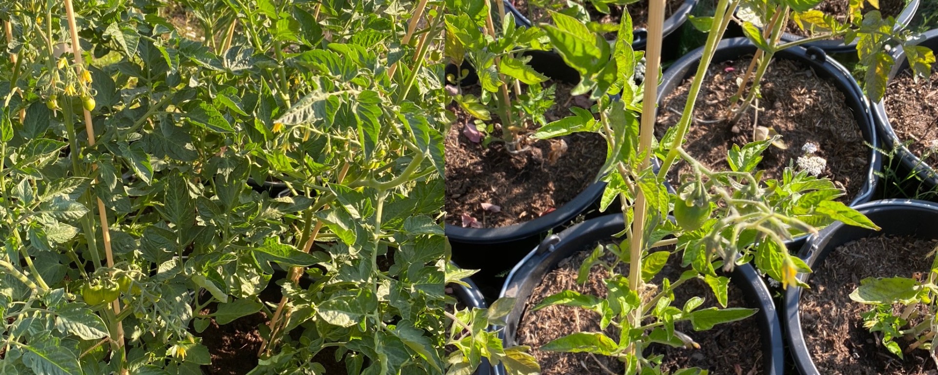 Tomaten im Topf: Drainage vs. keine Drainage