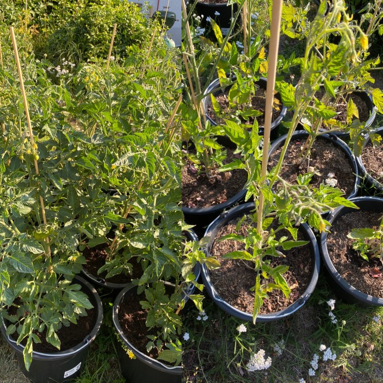 Tomaten im Topf: Drainage vs. keine Drainage