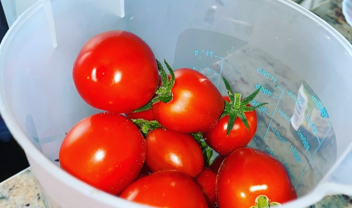selbst gezüchtete Tomaten