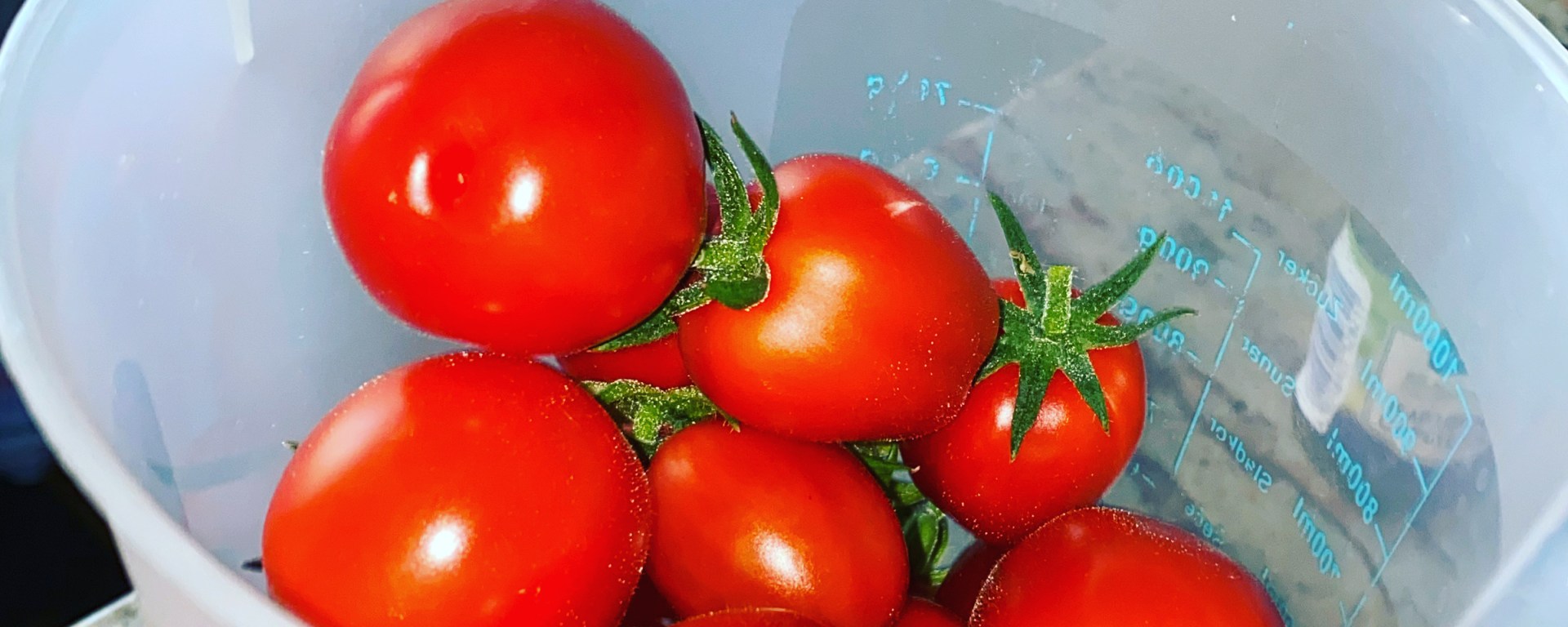 selbst gezüchtete Tomaten