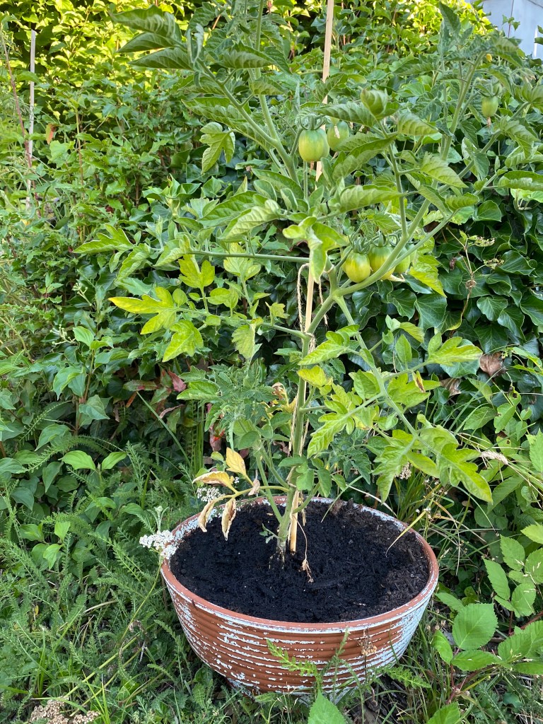 Tomate im zu kleinen Topf: Topf etwas größer gewählt, als bei den vorhergehenden Tomaten. Topf mit mittlerer Größe, Füllung etwa 5 Liter Erde + Drainage