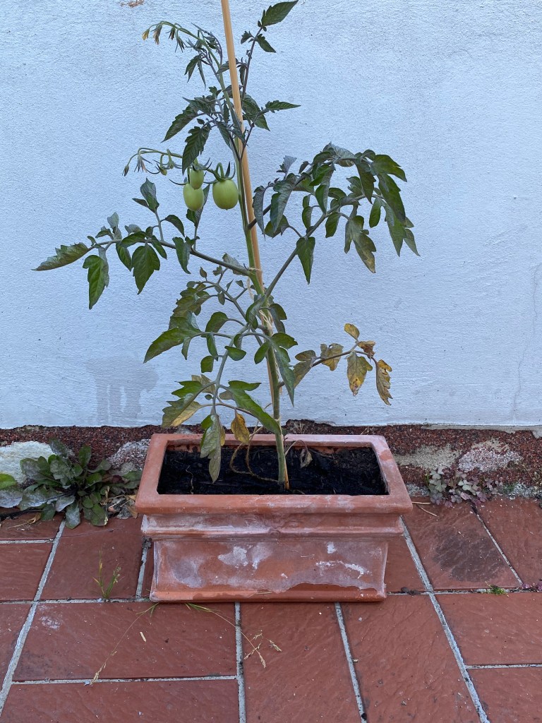 Noch eine Bonsai-Tomate zum Abschluss: Auch hier könnte ihr erkennen, dass sie Blüten hat und Früchte trägt, obwohl sie in einem Topf wächst, der für die Pflanze eigentlich viel zu klein ist. 