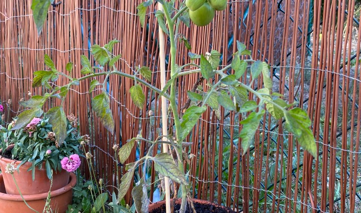 Tomate im zu kleinen Topf