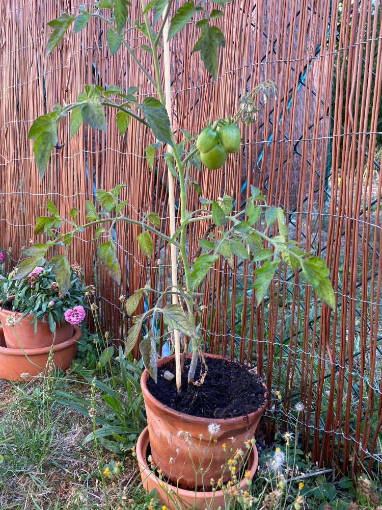 Tomate im zu kleinen Topf