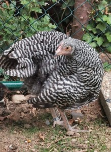 Deutscher Sperber Huhn Henne Gefieder 