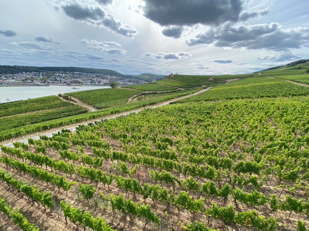 privat Wein anbauen: Weinreben am Rhein Weinberg