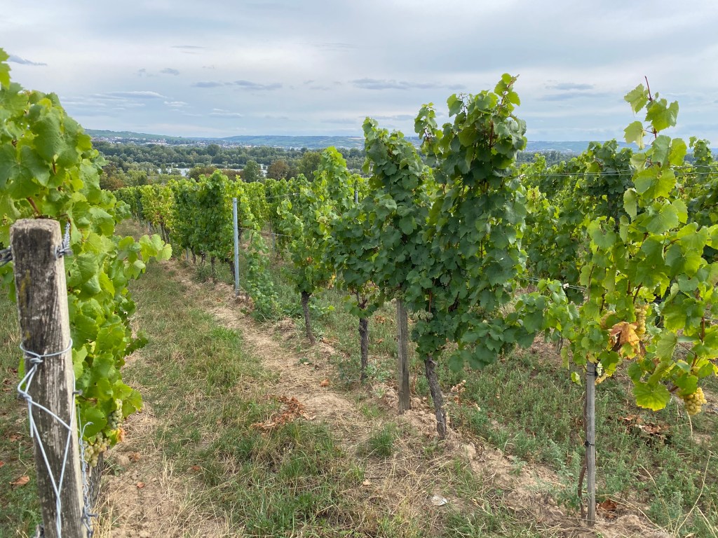 Weinreben: Wein anbeuen im eigenen Garten ist aufwändig