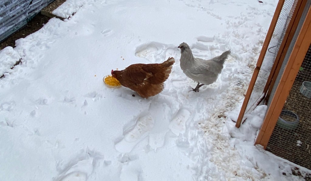 Hühner im Winter beim Mais Essen