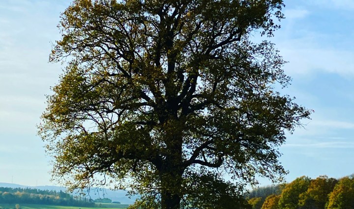 Baum auf einem Feld