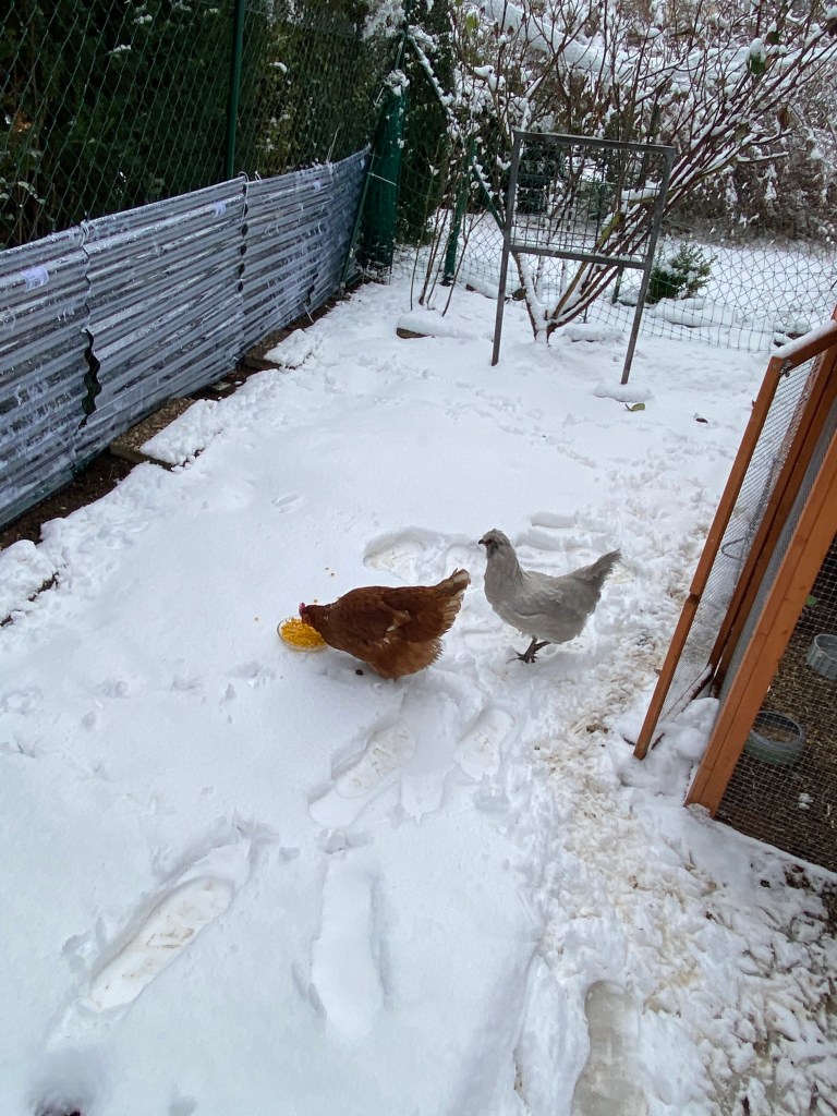 Hühner im Schnee beim Mais essen