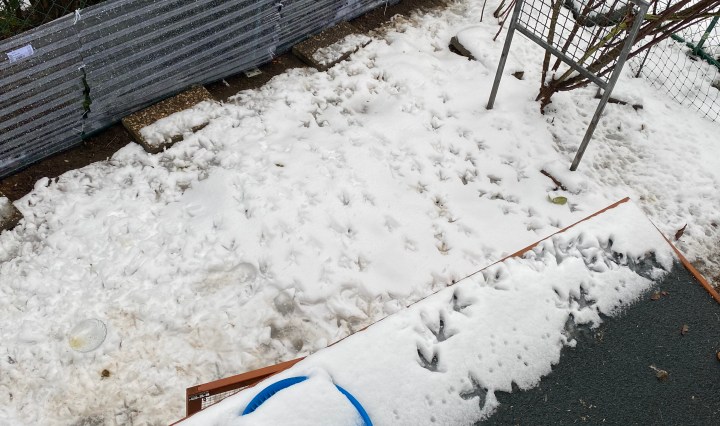 Hühnerspuren im Schnee