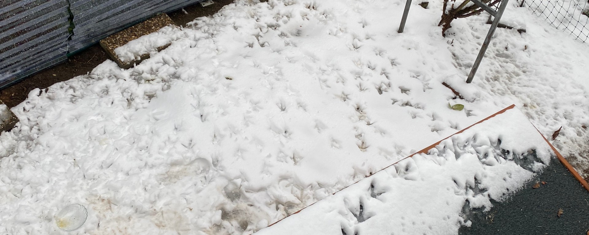 Hühnerspuren im Schnee