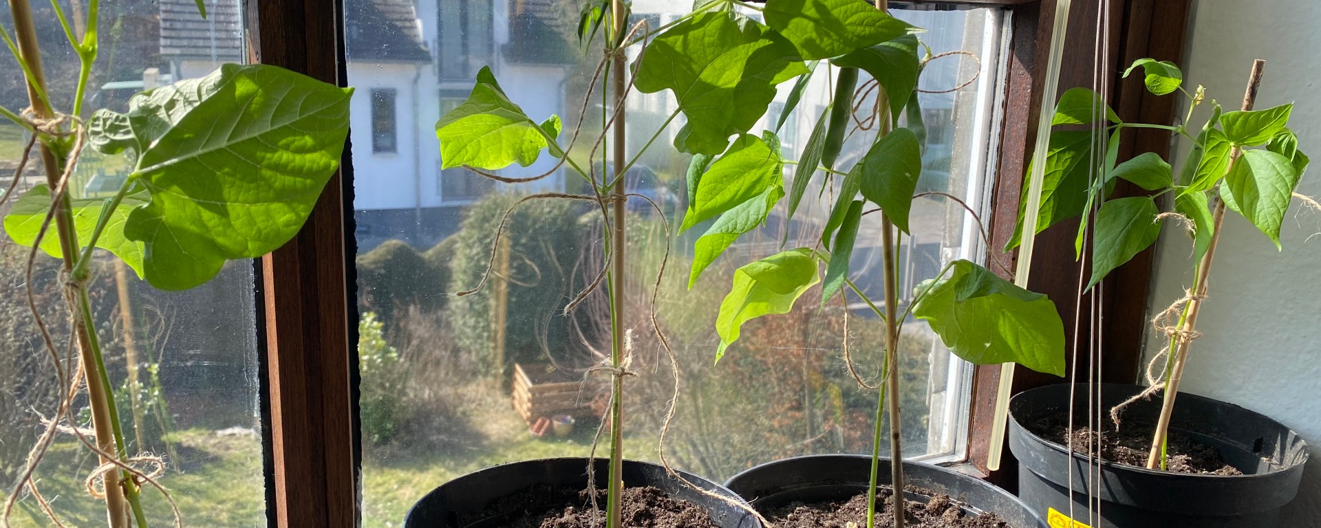 Bohnen kann man im Haus ziehen