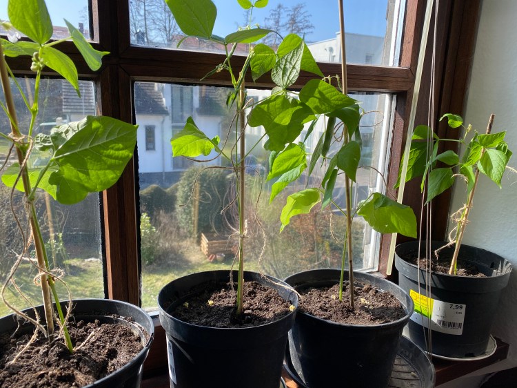 Bohnen kann man im Haus ziehen