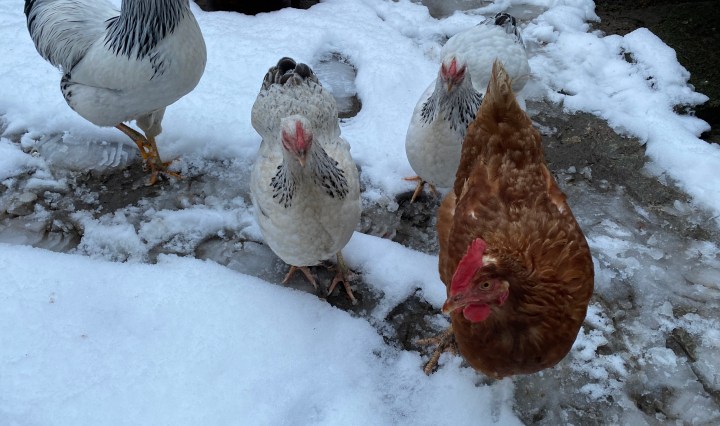 Hühner draussen im Schnee, Hühnergehege sollte überdacht sein