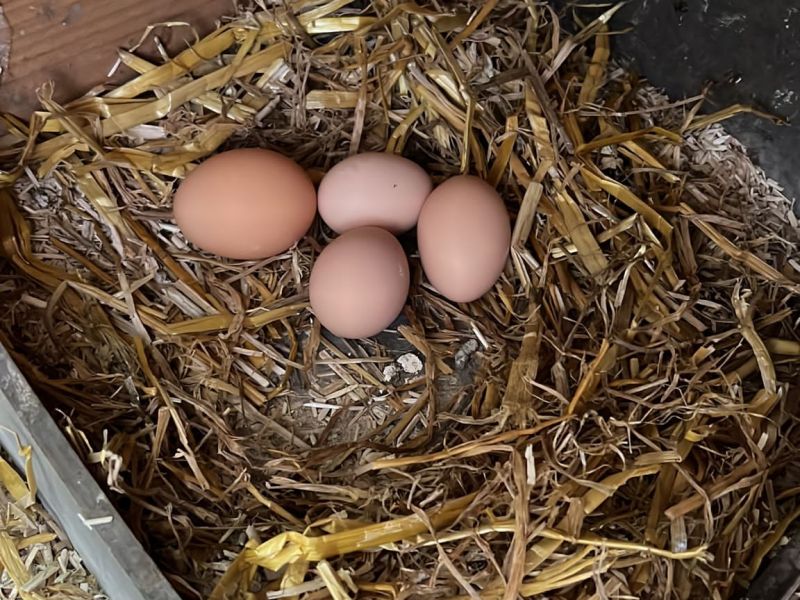 Spart man mit Hühnerhaltung Geld?