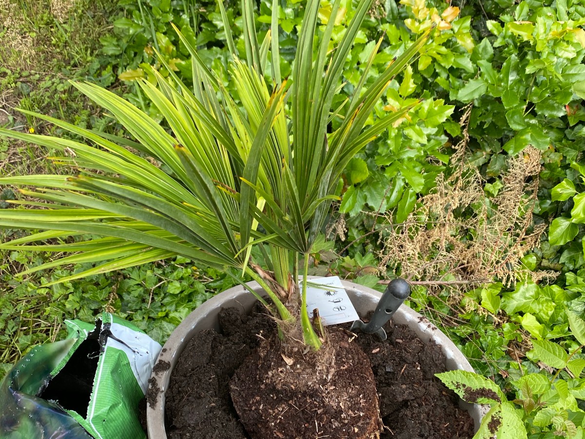 Problem beim Umtopfen: Wie bekommt man die Planze aus dem Töpfchen, ohne sie kaputt zu machen? Einfacher Trick!