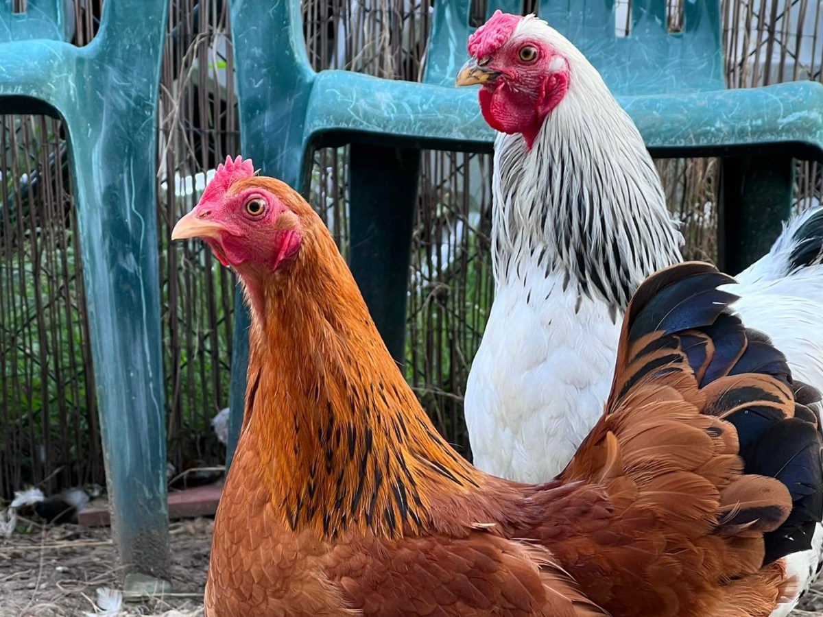 Automatische Hühnerklappe: Antwort auf einen Leserbrief