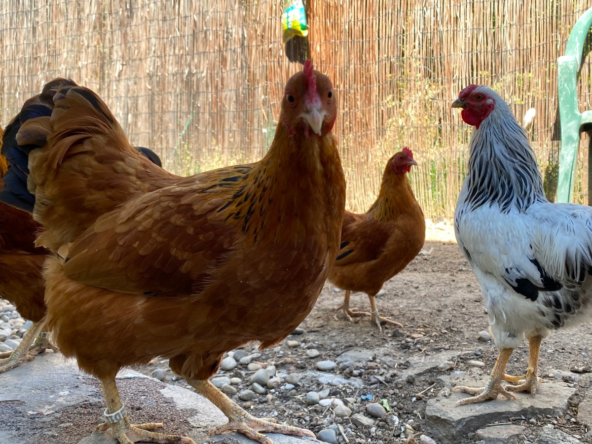 Fernsehen sucht Selbstversorger