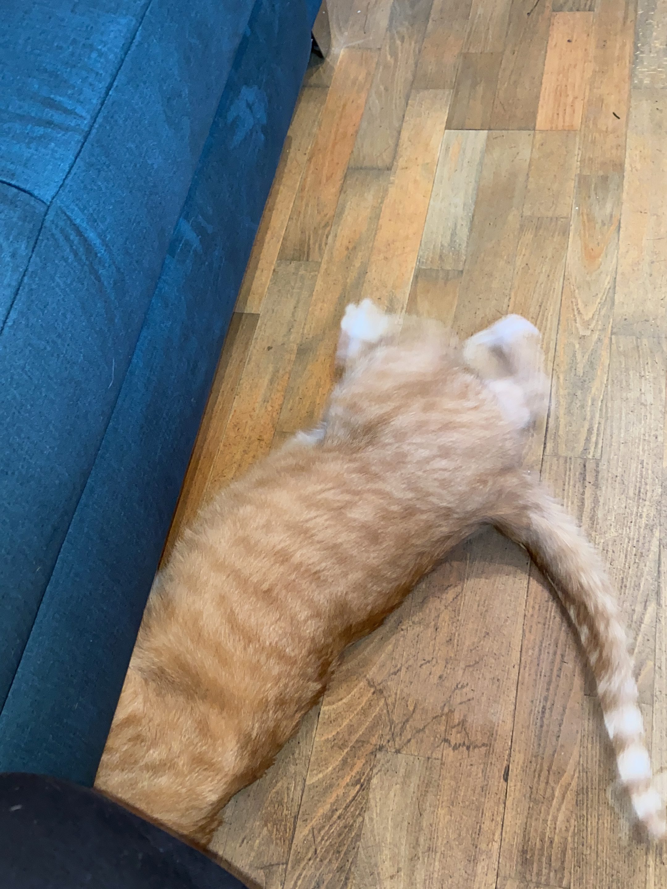 Katze kriecht beim Kratzen unter das Sofa