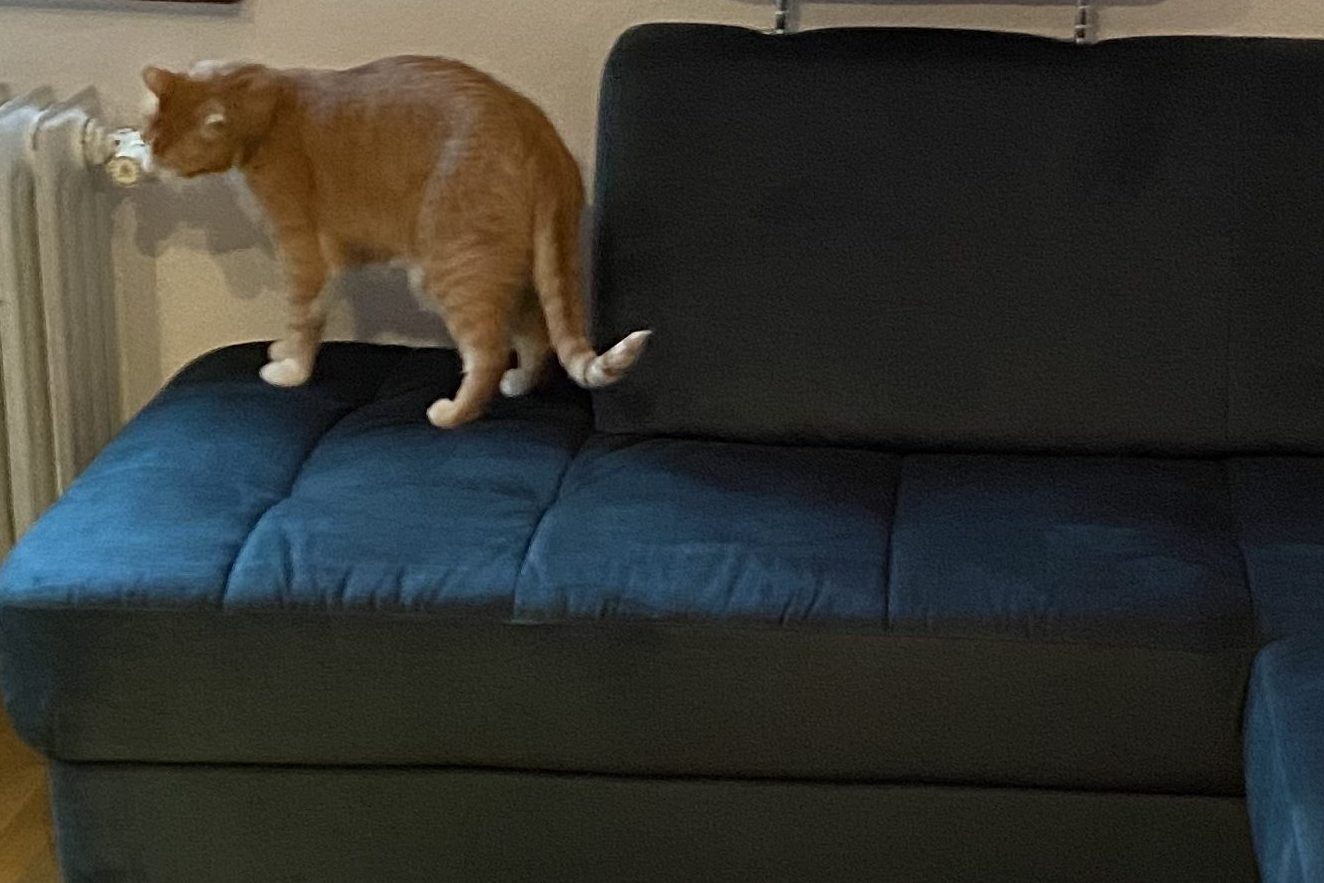 Katze auf dem Sofa 