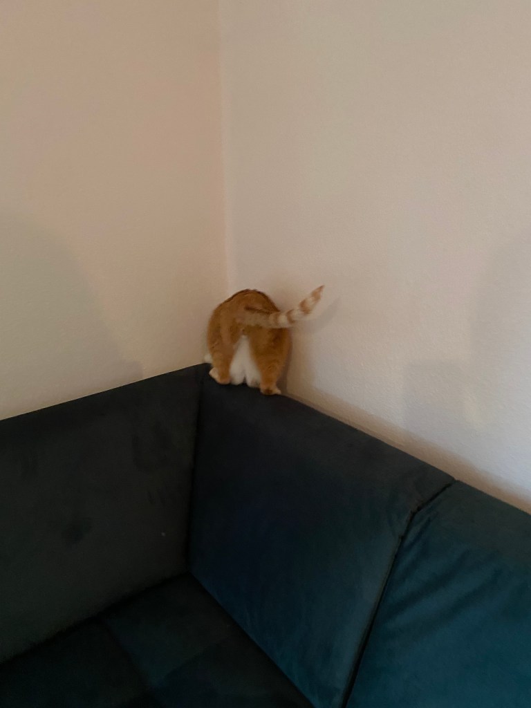 Katze schaut hinter die Couch