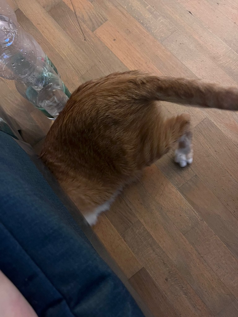 Katze kommt nicht mehr unters Sofa. Kratzschutz funktioniert. 